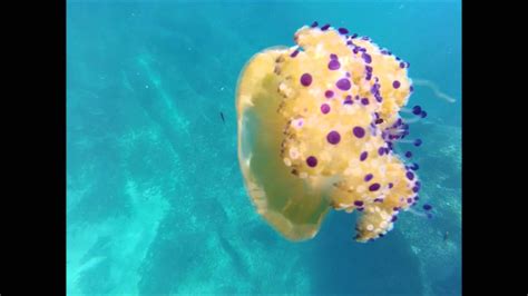 Lion's mane jellyfish (cyanea capillata), moon jelly (aurelia species), fried egg jelly (phacellophora camtschatica). Fried egg jellyfish / Cotylorhiza tuberculata - YouTube