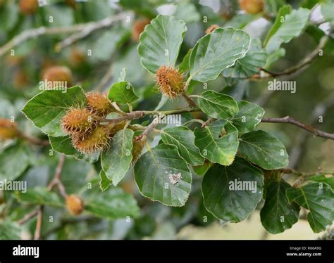 Green Unripe Seeds Of A Beech Tree Fagus Sylvatica Beech Mast