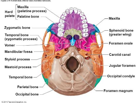Imagequiz Skull Inferior View