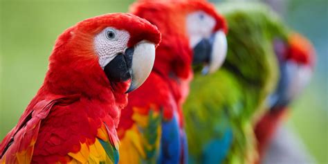 Top Most Intelligent Pet Parrot Species Talking About The Most