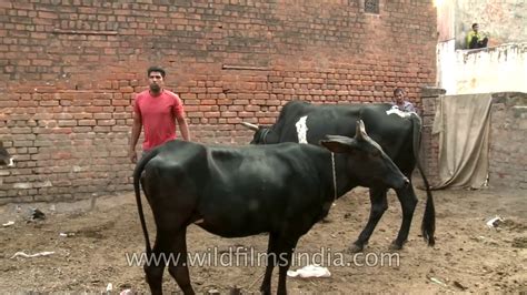 mating cow and more bull youtube