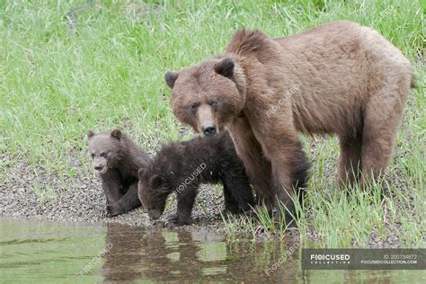 Grizzly Bear With Cubs Standing On Meadow By Water — Horizontal