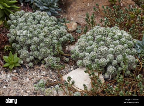 Mammillaria Gracilis Cactus Native To Mexico Stock Photo Alamy