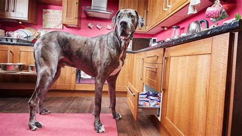 Freddy The Great Dane Worlds Tallest Dog Dies At 8 Daisy Rage