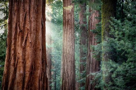 Redwood Forest Iphone Wallpapers Top Free Redwood Forest Iphone