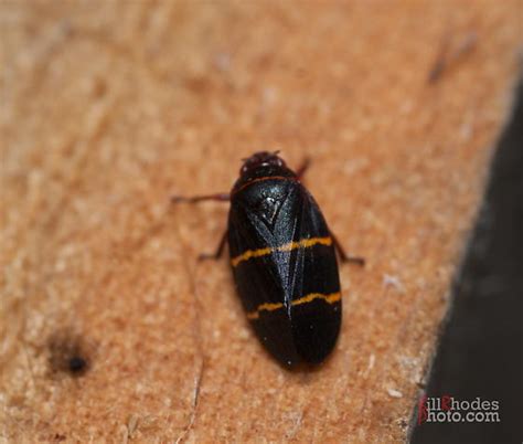 Maycintadamayantixibb Black And Yellow Beetle Nc