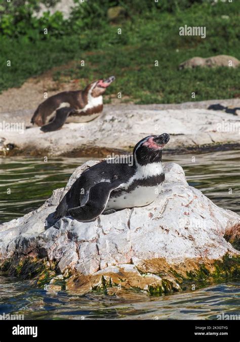 King Penguin Aptenodytes Patagonica In Zoo Vienna Schonbrunn