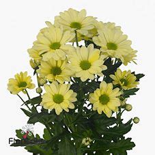 Chrysant San Adora 55cm Wholesale Dutch Flowers Florist Supplies