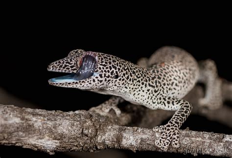 Strophurus Taenicauda Golden Tail Gecko Jannico Kelk Flickr