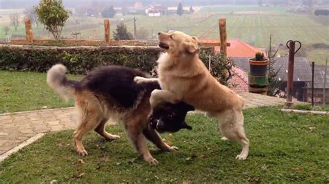 Find shepherd golden retriever in dogs & puppies for rehoming | find dogs and puppies 7 females 3 males these babies are a mix of golden retriever, german shepherd and australian. Golden german shepherd puppies | Dogs, breeds and everything about our best friends.