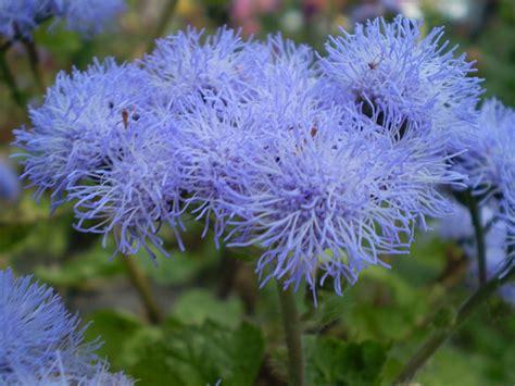 Ageratum Whiteweed Flossflower A To Z Flowers