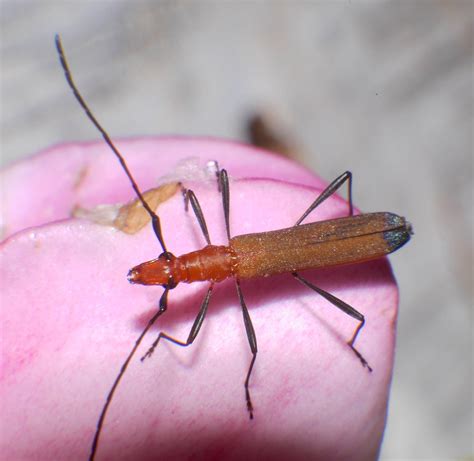 lycid mimic longicorn beetle cerambycidae airlie beach p12… flickr