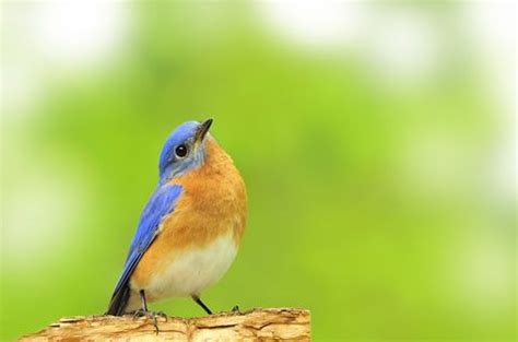 Illinois, indiana, kentucky, north carolina, ohio, virginia, and west virginia. 41 best Nature images on Pinterest | Backyard birds ...