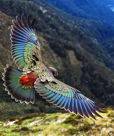 Check out the pet birds online, then visit your local petsmart store to pick out and take home your new feathered friend. New Zealand Kea in flight | Colorful birds, Pretty birds ...
