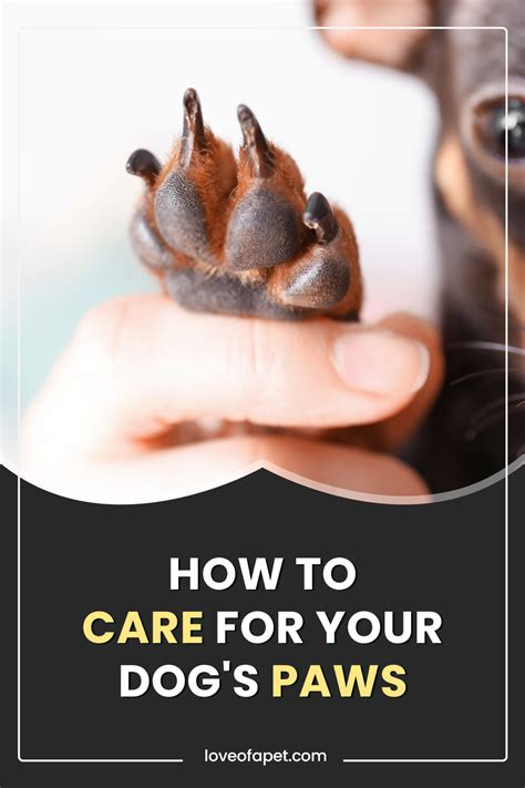 How To Care For Your Dogs Paws 8 Tips Love Of A Pet Dog Paws Dry