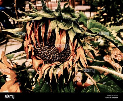 Dying Sunflower Stock Photos And Dying Sunflower Stock Images Alamy