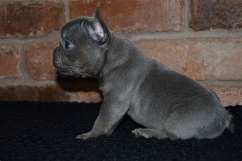 Sweet Blue French Bulldog Puppies For Sale Now