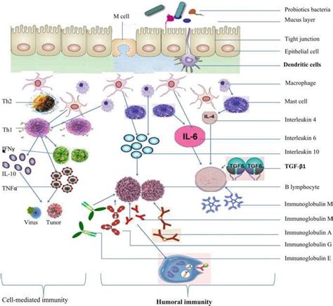 Mechanism Of Action Of Probiotics For Immunomodulation The Interaction