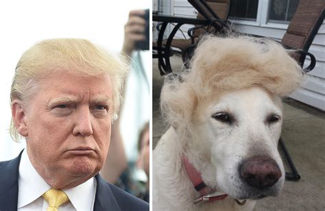 Dogs That Look Like Donald Trump 20 Doopelgangers To Make You Laugh