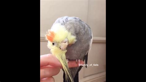 Parrots From Instagram Youtube