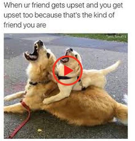 65 Best Funny Friends Memes To Celebrate Best Friends In Our Lives