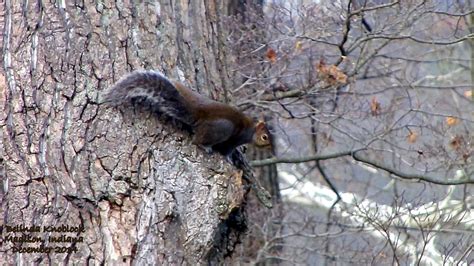 The quick answer is that pretty much all animals are technically legal under state laws, but only if you start a is it legal to own a squirrel in texas? Can Squirrels Be Pets In Indiana