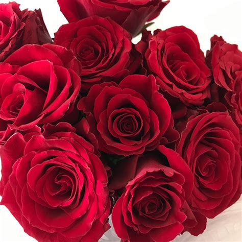 Buy 99 Roses Bouquet Flower Delivery Melbourne Amazing Graze Flowers