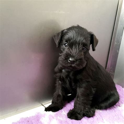 Premier Toilettage May In Black Schnauzers Nains Noirs