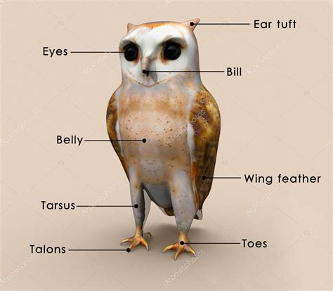 Anatomy Of An Owl Anatomical Charts And Posters