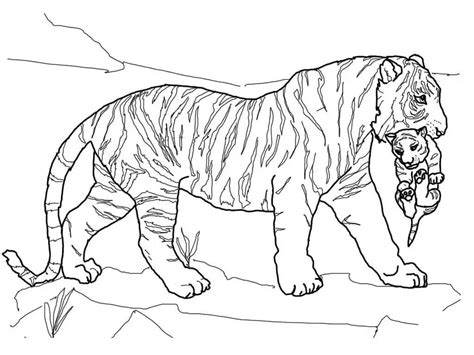 Las Mejores Dibujos Para Colorear De Tigres Bebes