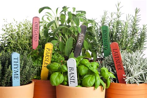 Pro Tips For Starting An Herb Garden