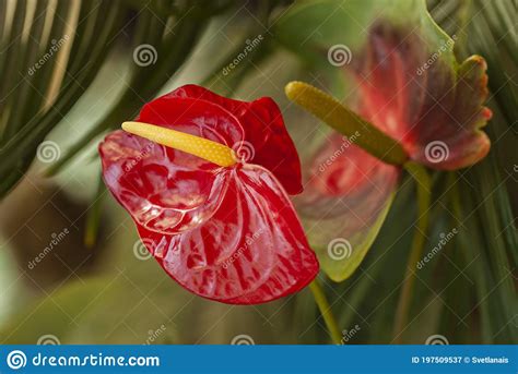 Anthurium Red Flamingo Lily Tropical Exotic Plant Stock Image Image