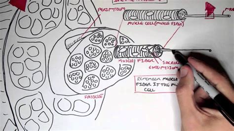 Learning to draw muscles may conjure medical charts in daunting details, but such complexity is unnecessary. Myology - Skeletal Muscle (Structure) - YouTube