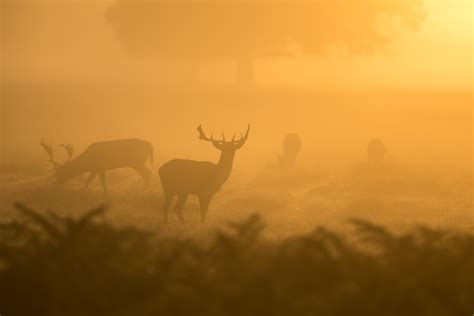 Free Images Fog Sunrise Mist Prairie Morning Dawn Animal