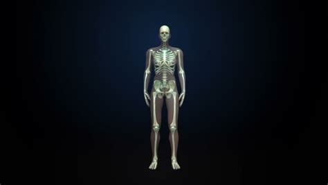 Female Skeletal System Anatomy On Virtual Futuristic Blue Touch