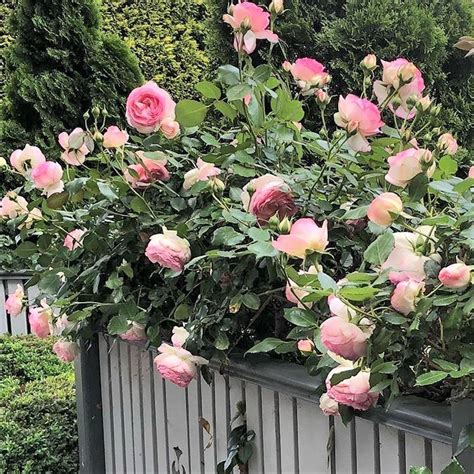 Pierre De Ronsard Eden Rose Catarator Famous Roses
