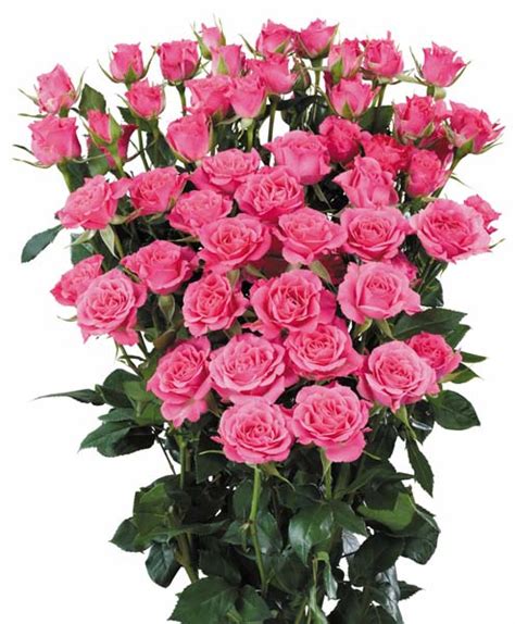 Hot Pink Follies Flower Collection Ecuador