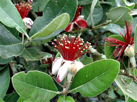 Feijoa What Is This Fruit And Why Plant The Tree In The Orchard