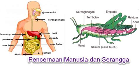 Pengertian sistem saraf sistem saraf adalah sistem organ pada hewan c. Sistem Pencernaan Hewan dan Manusia | Mikirbae.com