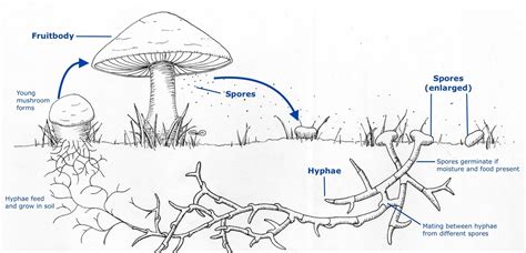Mushroom Life Cycle — Science Learning Hub