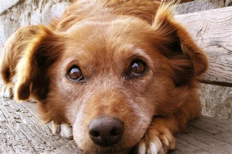 This App Can Help You Find Your Lost Dog Or Return A Lost