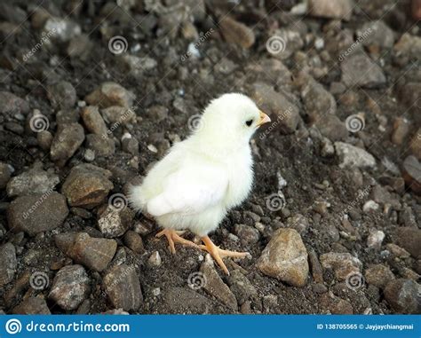 A White Newborn Baby Chicken Stock Image Image Of Farming Bird