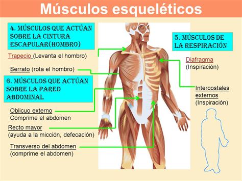 Músculos Esqueléticos ¿qué Son Función Carácterísticas Tipos Y Más