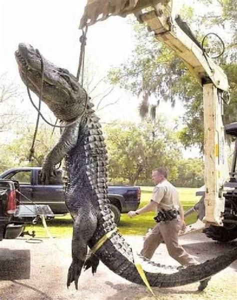 Giant Alligator Florida Outdoor News Rambling Angler Outdoors