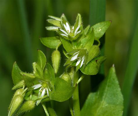 1024x768 Wallpaper Green And White Flower Peakpx