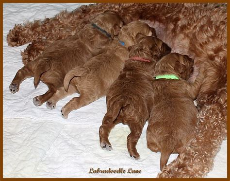 Puppies should be fed at least 1/2 ounce of liquid just born ® for every 2 ounces of body weight, daily. Newborn red Australian Labradoodle puppies | Australian ...