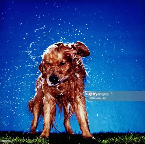 Golden Retriever Dog Shaking Off Water High Res Stock Photo Getty Images
