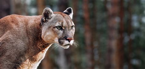 Whats The Difference Between Cougar Puma And Mountain Lion
