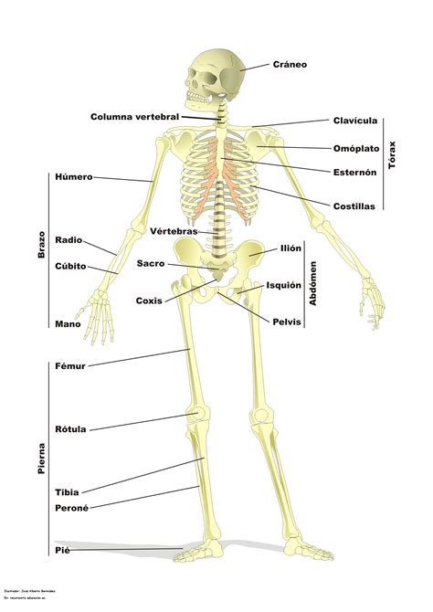 Esqueleto Humano Curriculum Nacional Mineduc Chile