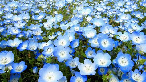 The 9 Most Beautiful Blue Flowers